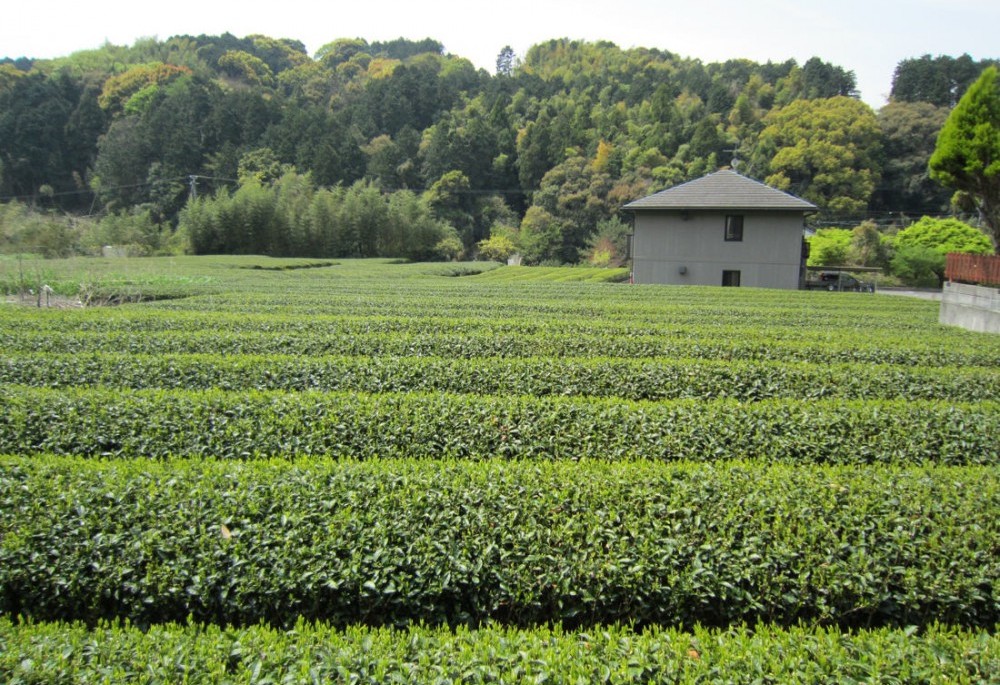 Green Tea Plants in Shizuoka, Japan