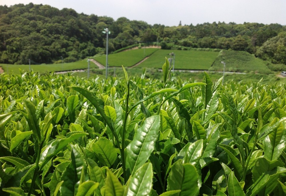 Green Tea vs Black Tea: Tea Plantation in Shizuoka, Japan