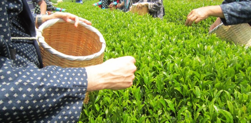 Steps to process and make your own green tea