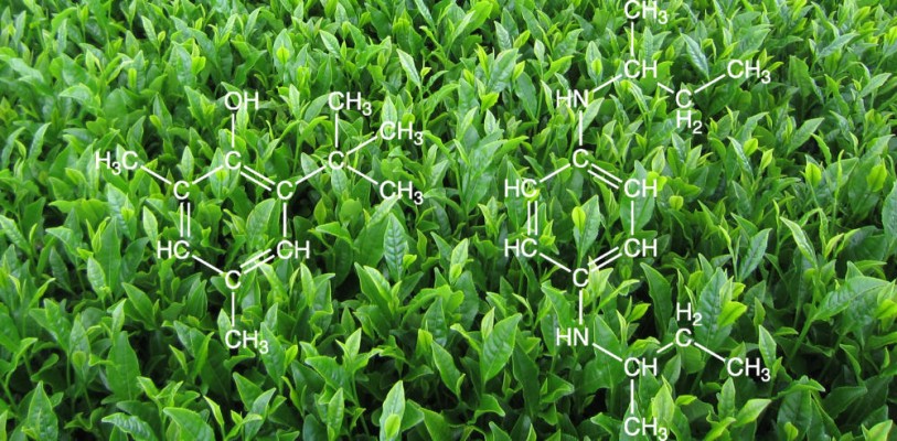 Green tea antioxidants myth