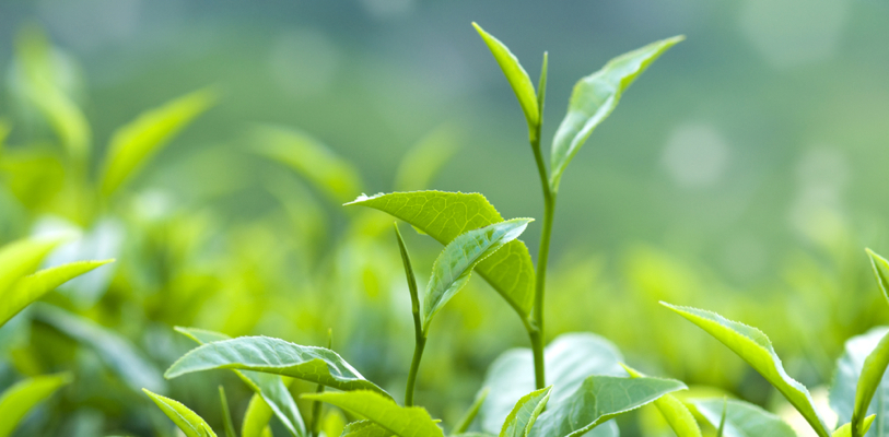 Shincha tea picking event in Kyoto, Japan